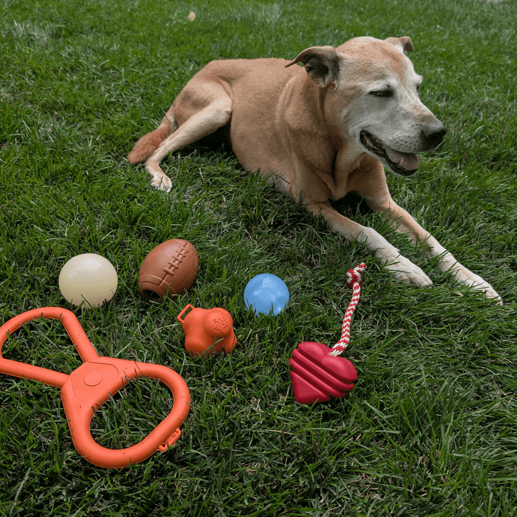 Chew Toys