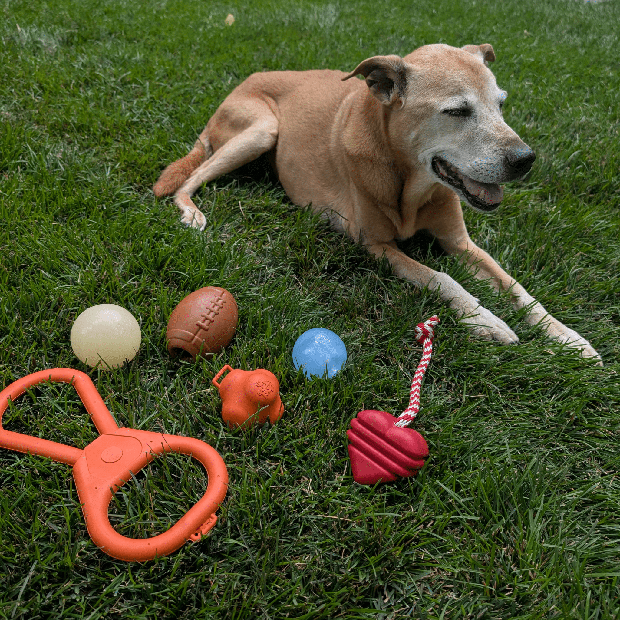 Chew Toys